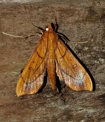 Anarmodia