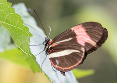 Heliconius besckei