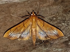 Anarmodia