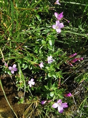 Epilobium alsinifolium