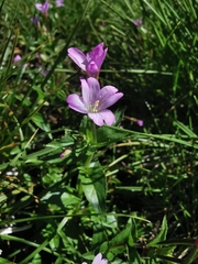 Epilobium alsinifolium