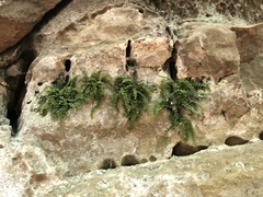 Asplenium trichomanes pachyrachis