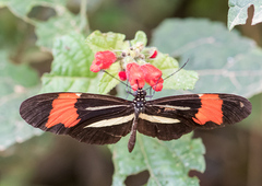 Heliconius besckei