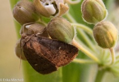 Pseudorthodes vecors