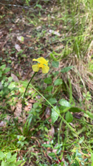 Xyris caroliniana
