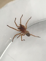 Dysdera crocata