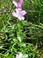 Epilobium alsinifolium