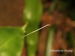 Ariamnes cylindrogaster