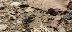 Cosmodela intermedia