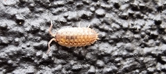 Porcellio spinicornis