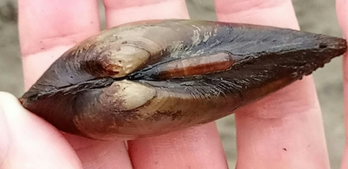 Swollen River-mussel
