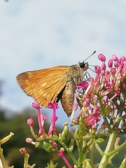 Hesperiina