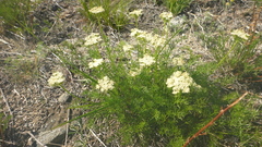 Ferulopsis hystrix