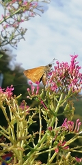 Hesperiina