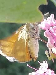 Hesperiina