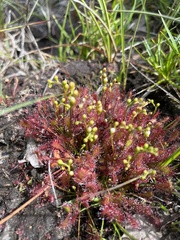 Drosera