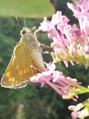Hesperiina