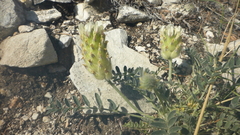 Astragalus lupulinus