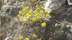 Odontarrhena obovata