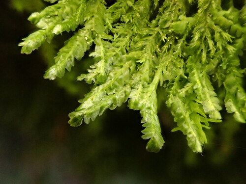 Representative image of Alleniella besseri