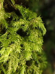 Plasteurhynchium striatulum