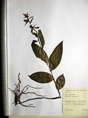 Epipactis papillosa