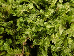 Pedinophyllum interruptum