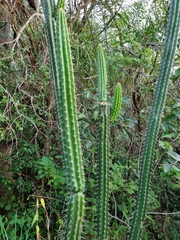 Praecereus euchlorus
