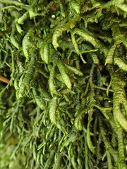 Porella arboris-vitae