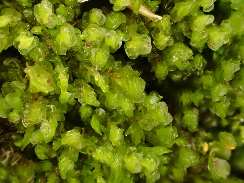 Northern Earwort (Scapania subalpina)
