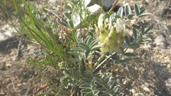 Astragalus lupulinus