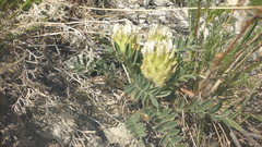 Astragalus lupulinus