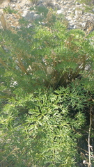Phlojodicarpus sibiricus