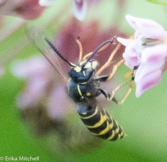 Vespula acadica
