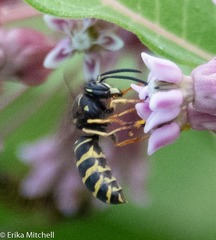 Vespula acadica