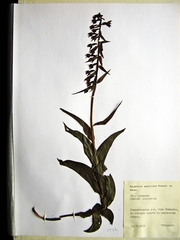 Epipactis papillosa