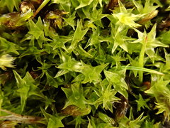 Diobelonella palustris