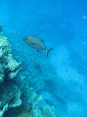 Caranx lugubris