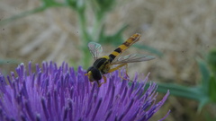 Sphaerophoria philanthus
