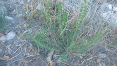 Oxytropis microphylla