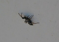 Poecilochroa
