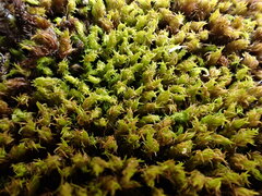 Racomitrium macounii