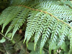 Polystichum aculeatum