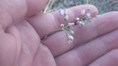 Allium anisopodium