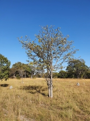 Piliostigma thonningii