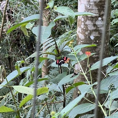 Heliconius besckei