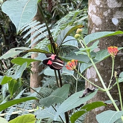 Heliconius besckei