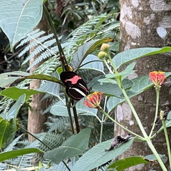 Heliconius besckei