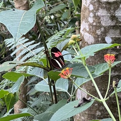 Heliconius besckei