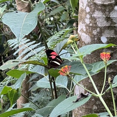 Heliconius besckei